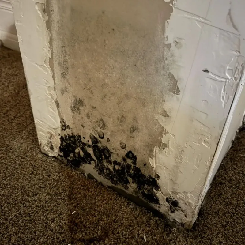 Professional Mold Removal in Waukomis, OK